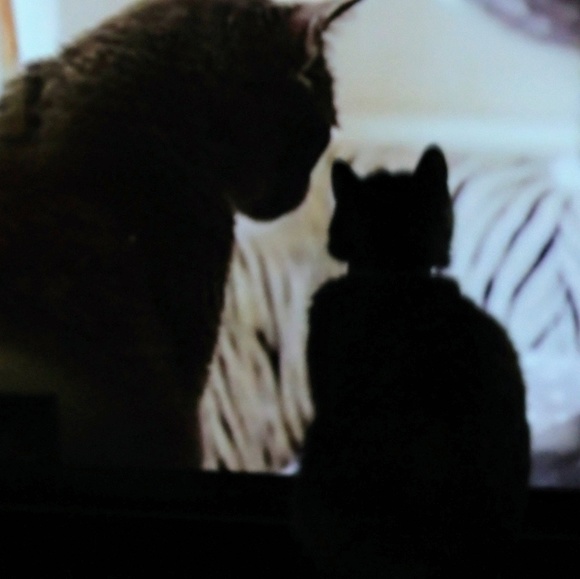 Meet your Posher, Sherry - Picture 1 of 1